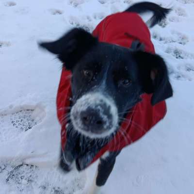 Hundetreffen-Gassi-/Spielfreunde gesucht-Bild