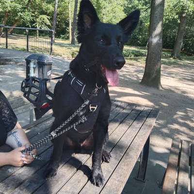 Hundetreffen-Training-Bild