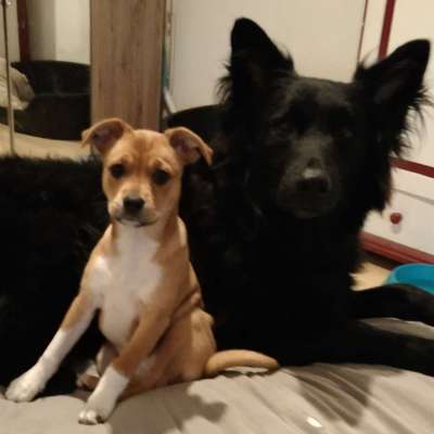 Hundetreffen-Hunde treffen-Profilbild