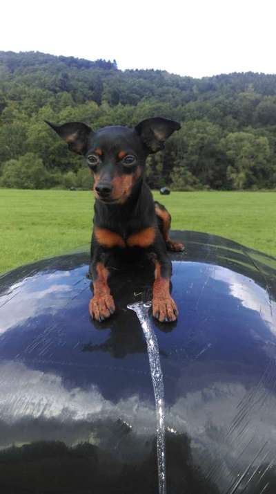 Fotowettbewerb Natur-Beitrag-Bild