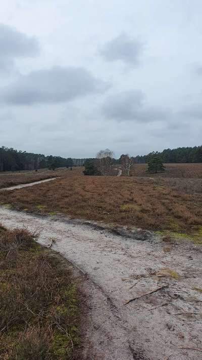 Hundeauslaufgebiet-Misselhorner Heide-Bild