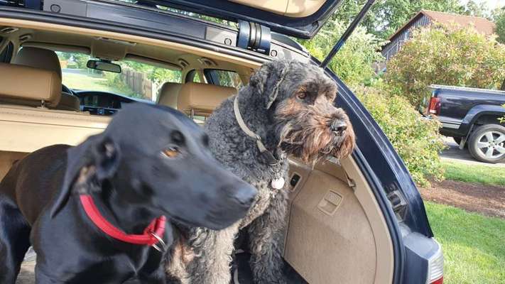 FOTOCHALLENGE 70 - Dein Hund im Auto-Beitrag-Bild