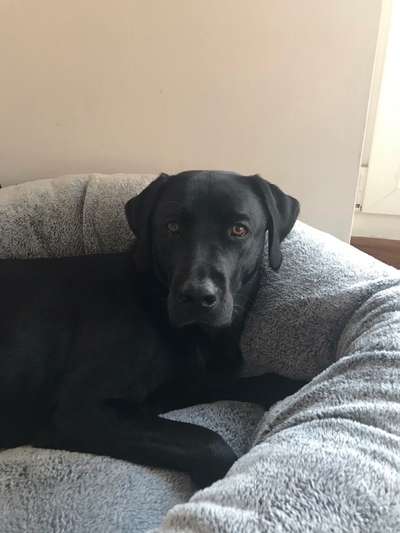 Körbchen / Hundebett-Beitrag-Bild