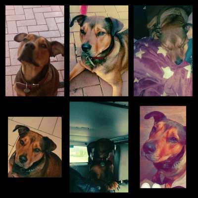 Hunde Porträt (Portrait) Galerie....-Beitrag-Bild