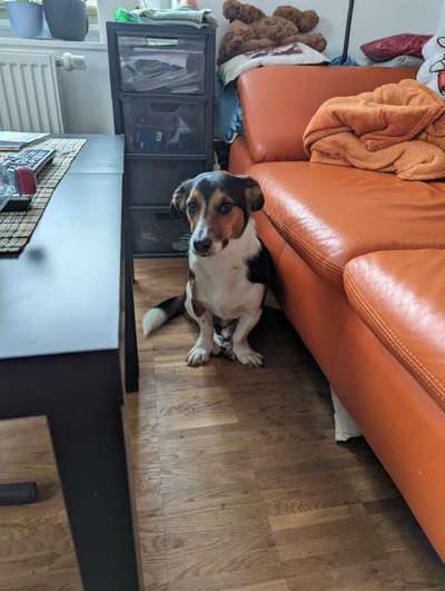 TierschutzhundeStammtisch🐕-Beitrag-Bild