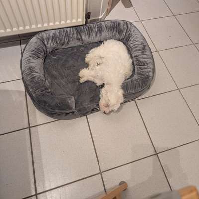 Hundetreffen-Begegnungsrunde für Welpen