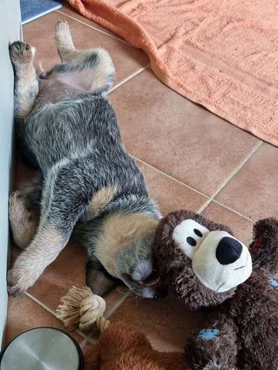 Welpen und Hunde, die positiv überraschen :)-Beitrag-Bild