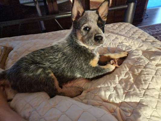 Welpen Bilder !-Beitrag-Bild