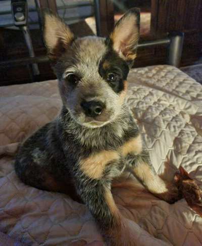 Australian Cattle Dogs-Beitrag-Bild