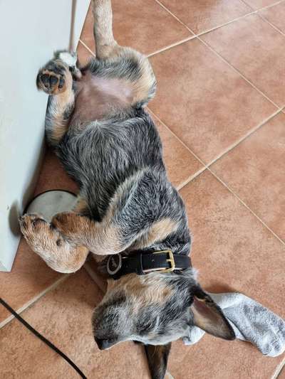 Überdrehter Junghund-Beitrag-Bild