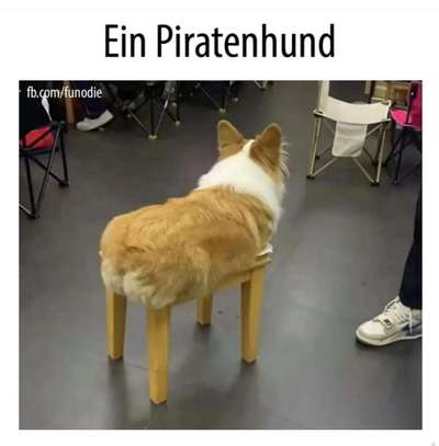 Hunde Memes-Beitrag-Bild