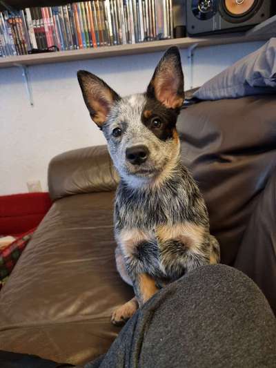 Seltene Rassen!-Beitrag-Bild