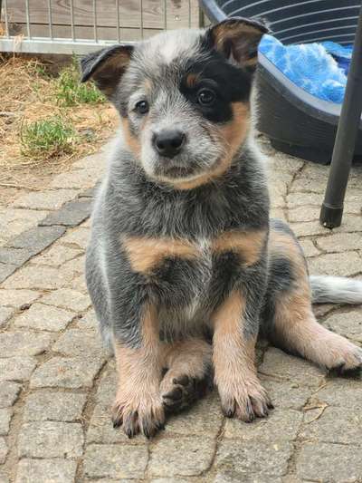 Alles rund um den Schäferhund, diskutieren erwünscht.-Beitrag-Bild