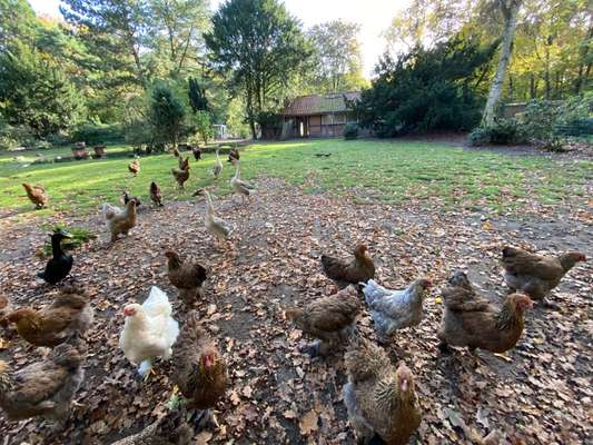 Hundeauslaufgebiet-Vogelpark-Bild