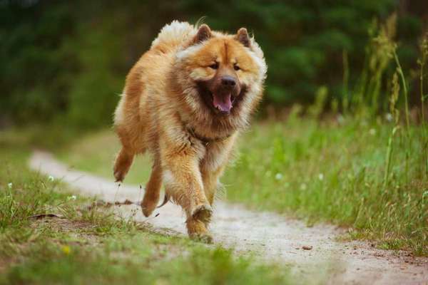 Eurasier hier?-Beitrag-Bild