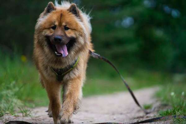 Was denkt ihr, welche Rassen könnten in ihm stecken?-Beitrag-Bild