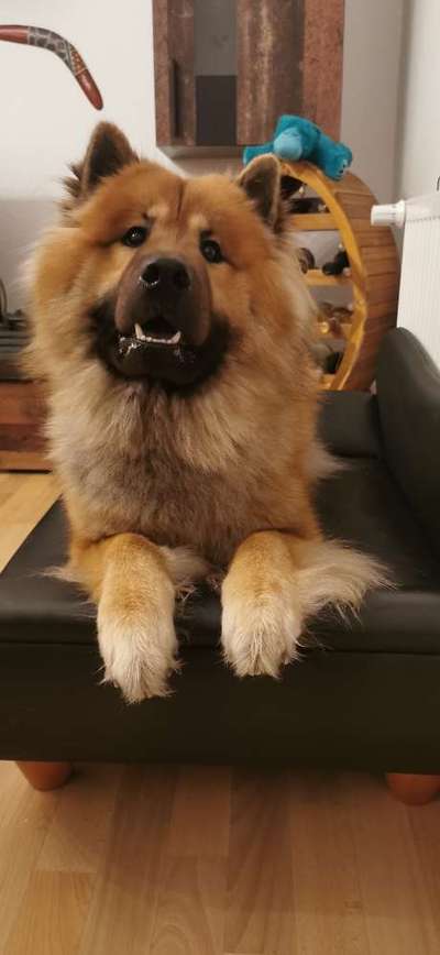 Eurasier-Beitrag-Bild