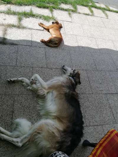 Mischlingshunde Foto Aufruf-Beitrag-Bild