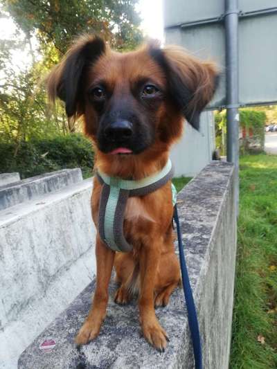 Mischlingshunde Foto Aufruf-Beitrag-Bild