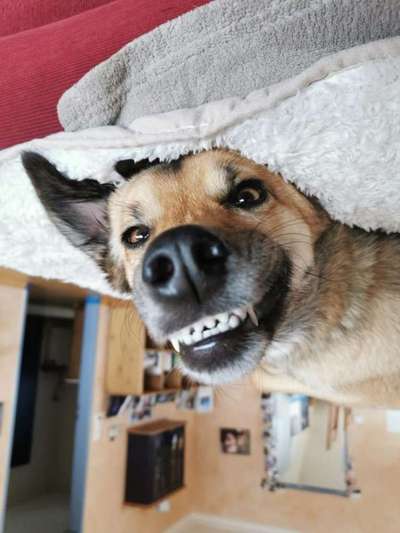 Zeigt mir die tollste Nahaufnahme von eurer Fellnase-Beitrag-Bild