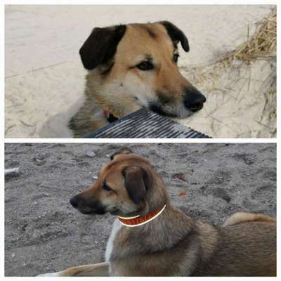 kangal mix-Beitrag-Bild