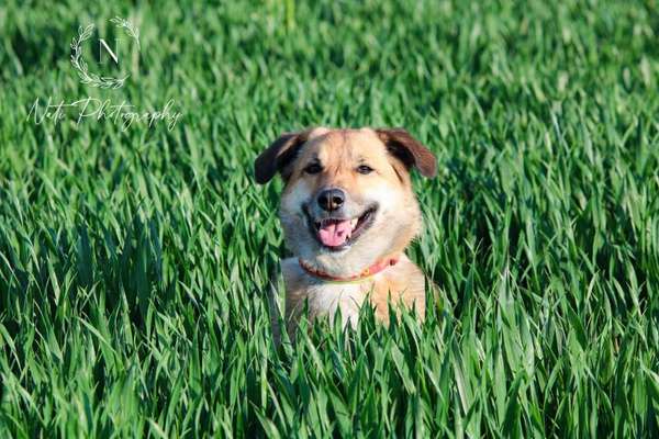 Auslandstierschutz-Beitrag-Bild