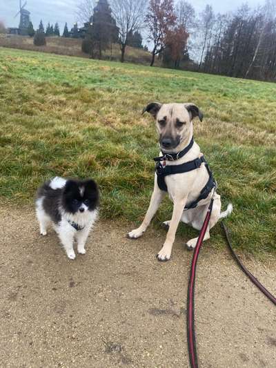 Hundetreffen-Spielrunde in Gifhorn-Bild