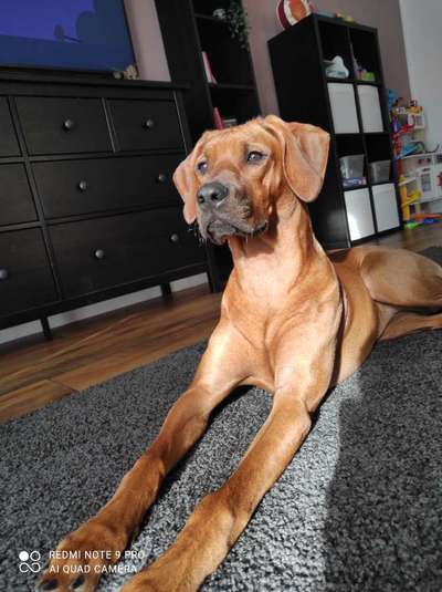 Rhodesian Ridgeback-Beitrag-Bild