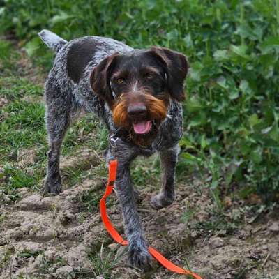 Hundetreffen-Spaziergang, wandern...-Bild