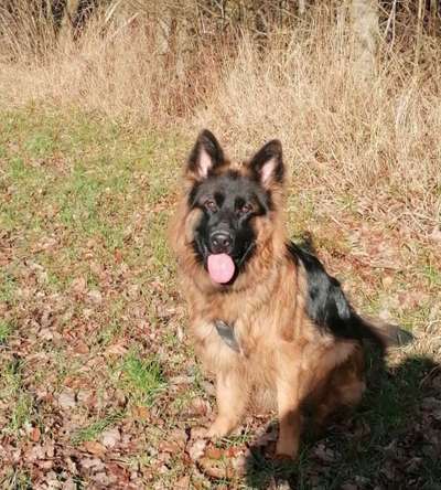 Schäferhund-Beitrag-Bild