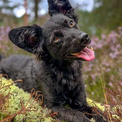 Hundetreffen-Social Walks-Bild