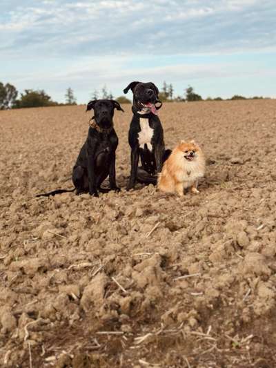 Hundetreffen-Social Walk-Bild