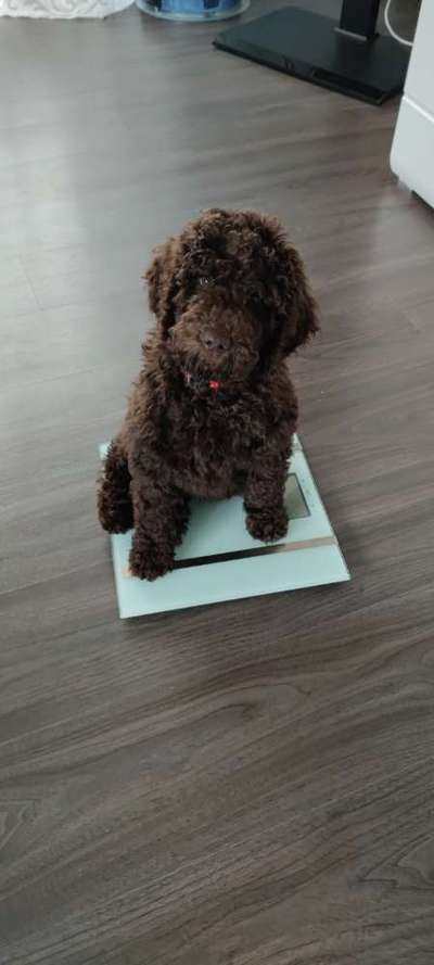 Welpen Bilder !-Beitrag-Bild