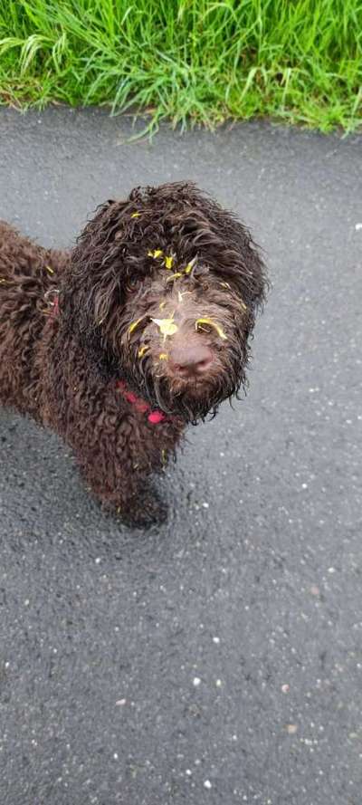 Zeige den lustigsten Blick deines Hundes-Beitrag-Bild