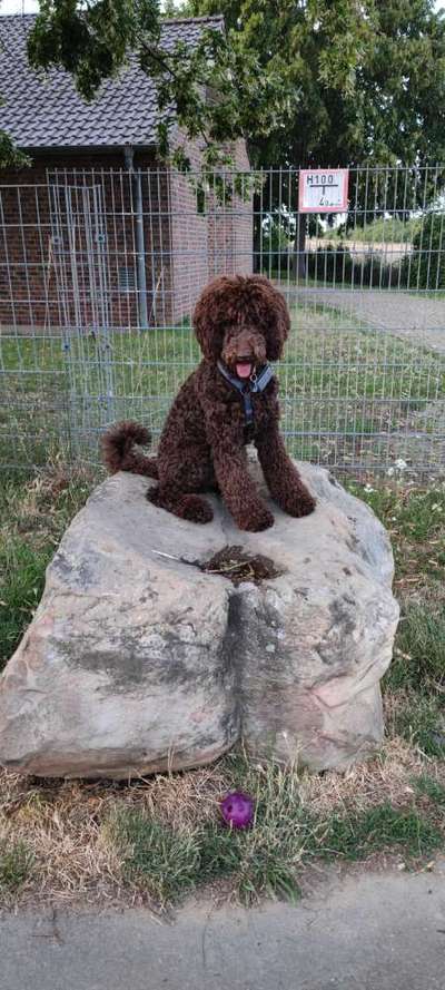Fotosammlung: ,,Der natürliche Hund" Unbearbeitet, ungestellt und in Natura-Beitrag-Bild