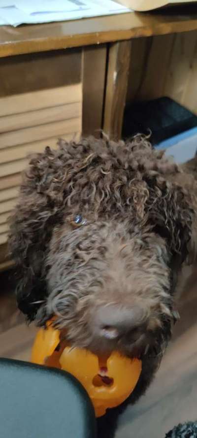 65. Handy Foto Challange                     "Ich kann nicht ohne..."-Beitrag-Bild