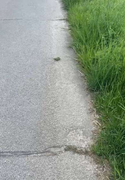 Giftköder-Evtl Giftköder-Bild