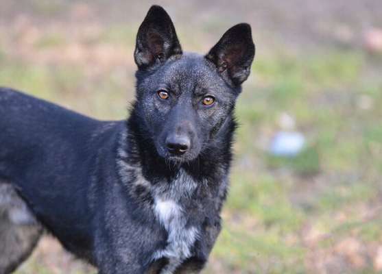 Schäferhund-Fans?-Beitrag-Bild