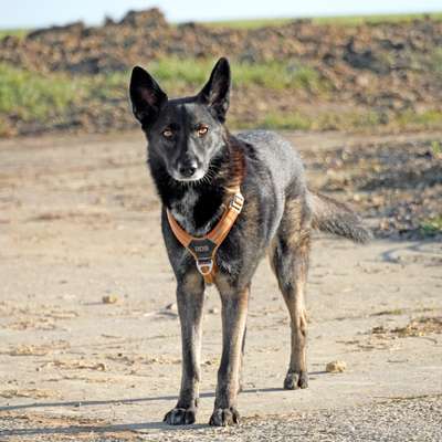 Hundetreffen-Spiel/Spaß/Abenteuer :)-Bild
