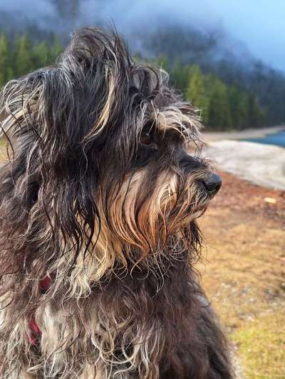 TierschutzhundeStammtisch🐕-Beitrag-Bild