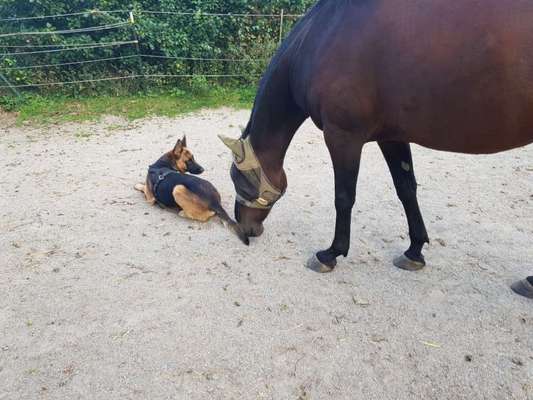 Zeigt mal die schönsten Bilder von euren Hunden !-Beitrag-Bild