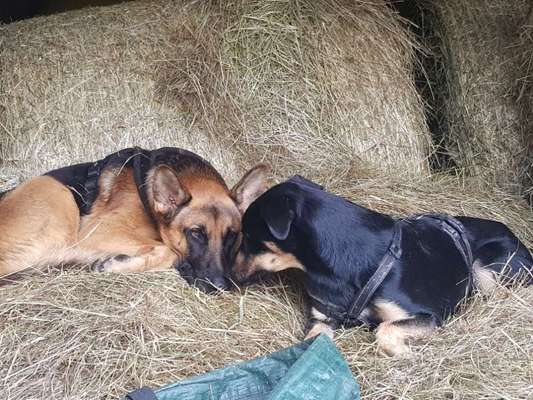 Die Dogorama Kalender Challenge Titelbild-Beitrag-Bild