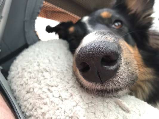 Zeigt her eure Hundenasen-Beitrag-Bild