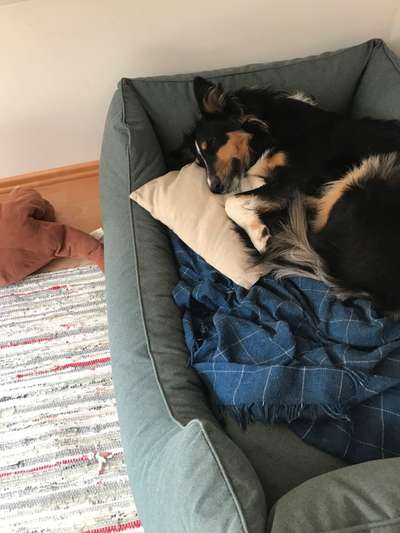 Ein gutes Hundebett?-Beitrag-Bild