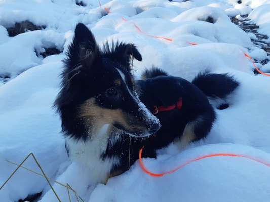 Die Dogorama Kalender Challenge Teil 2/4-Beitrag-Bild