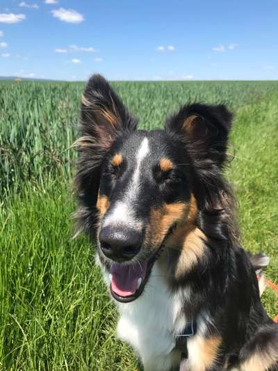 Die Dogorama-Wochen-Challenge "Die schönste Grimasse"-Beitrag-Bild