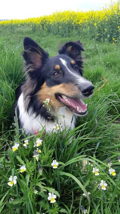 Die Dogorama Monats Challenge "Es grünt und blüht"-Beitrag-Bild