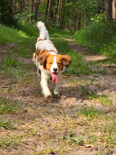 Hundetreffen-Hennigsdorfer Hunderunde-Bild