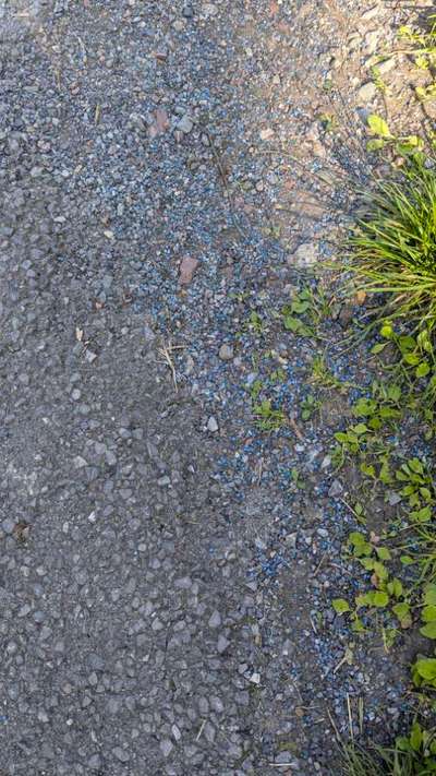 Giftköder-Blaue Pellets an der Twietebrücke-Bild
