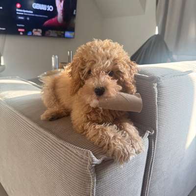 Hundetreffen-Hundebegegnung üben-Bild